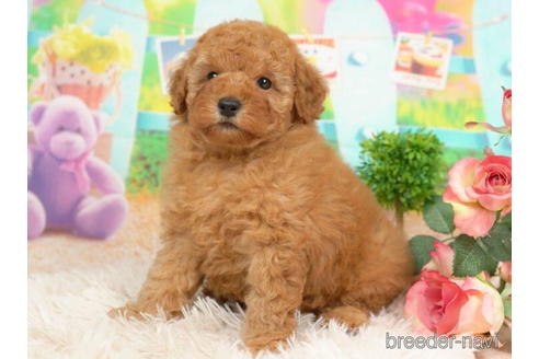 成約済の千葉県のトイプードル-211977の4枚目